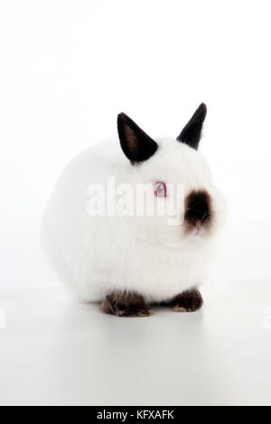 RABBIT - Netherland dwarf himalyan Stock Photo