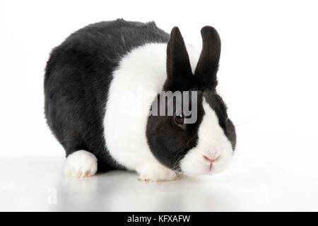 RABBIT - Dutch Stock Photo