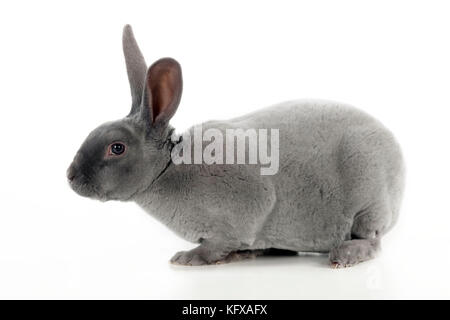 RABBIT - Blue rex Stock Photo