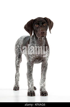 DOG - German Shorthaired Pointer - standing Stock Photo