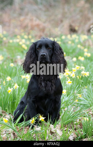 DOG - Cocker spaniel sitting in daffodils Stock Photo