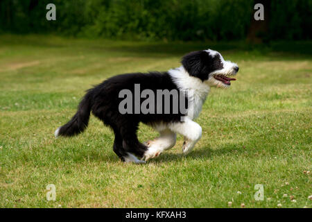 DOG - Bearded collie puppy running through garden (15 weeks). Stock Photo