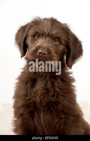 Dog - Labradoodle 10 week old puppy Stock Photo