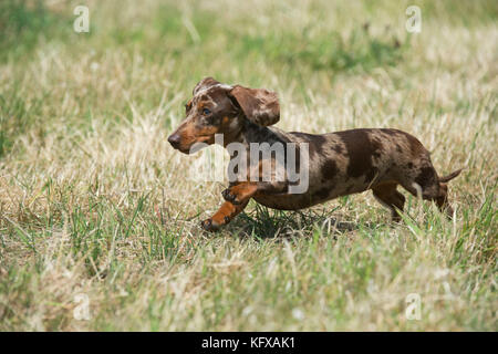 Dog - Mini Dachshunds - smooth running in a field Stock Photo