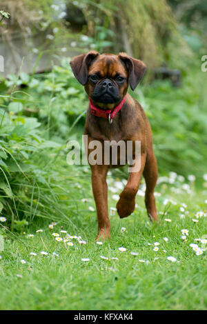 Dog - Petit Brabancon ( Griffon Braxelloius ) Stock Photo