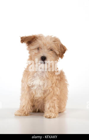 Dog  Cockapoo (7 weeks old )     Date: Stock Photo