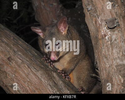 Possum looking for food Stock Photo