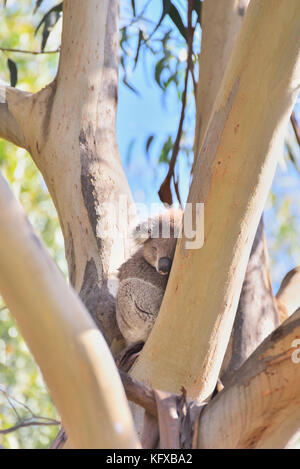 Australia Victoria. On a sunny day, a koala has wrapped itself around a tree branch and is sleeping quietly in the shade. Stock Photo