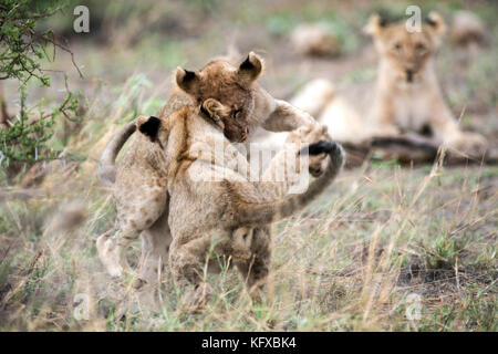 Lion cubs playing, Madikwe Game Reserve Stock Photo
