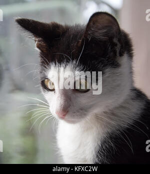 Closeup of a face of young black and white kitten - looking down Stock Photo
