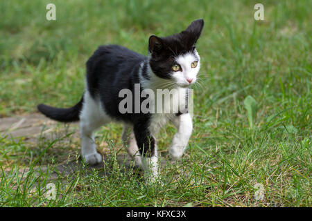 Beautiful black and white kitten walking on the grass Stock Photo