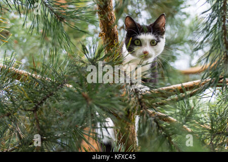 black and white cat up high on a pine tree looking in the camera