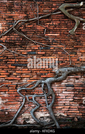 Ancient red brick wall, part of buddhist temple ruined with growing banyan tree root Stock Photo