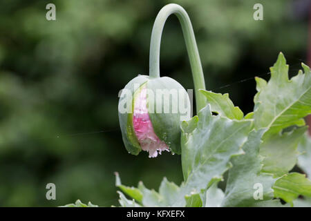 Pink poppies and seed with seeds.  Valmue er kapsler. Stock Photo