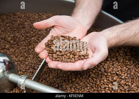 Coffee beans being held in the palms of two hands about to be ground. Stock Photo