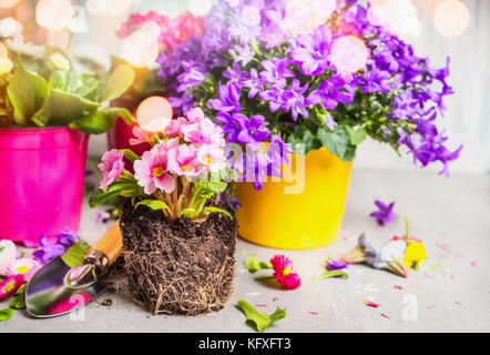 Beautiful garden flowers selection on table at sunny nature background with bokeh Stock Photo