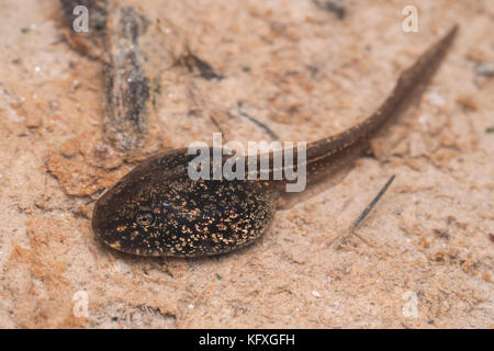 Common Frog tadpole (Rana temporaria) in woodland pool. Tipperary, Ireland Stock Photo