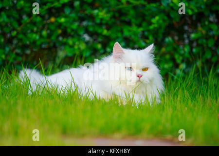 white Persian cat with 2 different-colored eyes (heterocromatic eyes) on the grass field Stock Photo