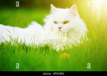 white Persian cat with 2 different-colored eyes (heterocromatic eyes) on the grass field Stock Photo