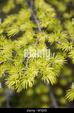 Pseudolarix amabilis branches in Spring. Stock Photo