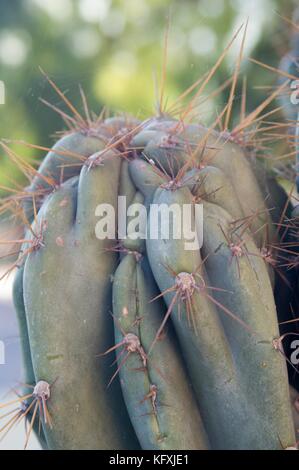 Detail with the thorns of cactus Cereus Peruvianus monstruosus Stock Photo