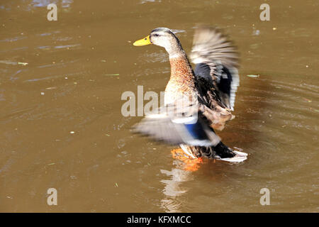 Immature Mallard duck flapping wings while floating on water Stock Photo