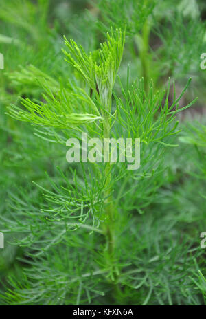 Southernwood (Artemisia abrotanum) Stock Photo