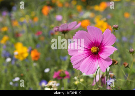 Rosa Kosmee (Cosmea) in Blumenwiese, Hesse, Germany Stock Photo