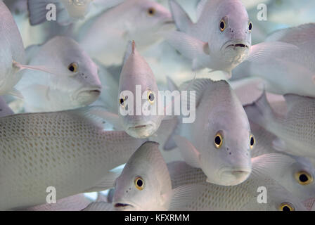 A school of dog snappers posing for the camera Stock Photo