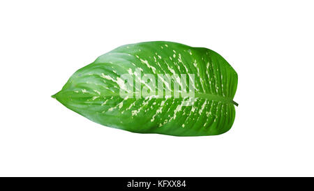 Dieffenbachia leaf isolated on white on white Stock Photo