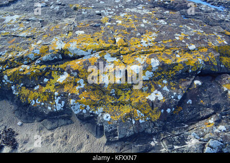 Lichen on rocks Stock Photo