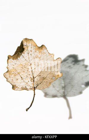 Golden skeleton leaf with its shadow - isolated on white background