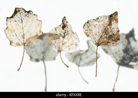 Three skeleton leaves with their shadows - isolated on white background Stock Photo