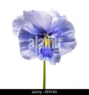 A macro shot of a blue pansy isolated against a white background. Stock Photo