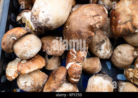 Close up picture of forest mushroom boletus Stock Photo