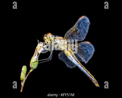Dragonfly Insect Sitting on Plant on Dark Background Stock Photo