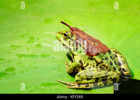 A frog with a leaf on its back sits on a leaf of a water lily on a lake in the middle of a forest on a warm, sunny summer day, Stock Photo