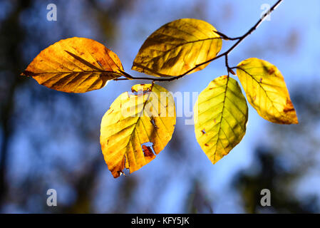 Beech Leaves changing color in the Autumn Sunshine Stock Photo