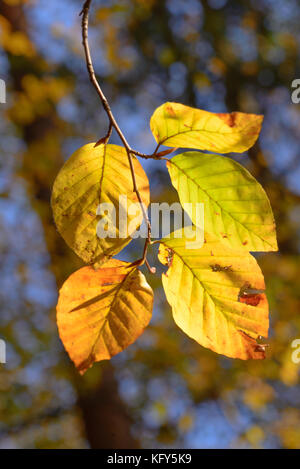 Beech Leaves changing color in the Autumn Sunshine Stock Photo