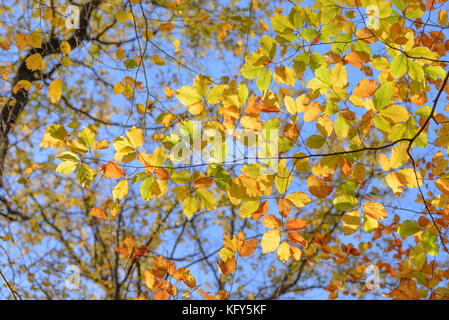 Beech Leaves changing color in the Autumn Sunshine Stock Photo