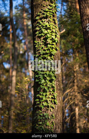 Green ivy leaves climbing on the tree Stock Photo