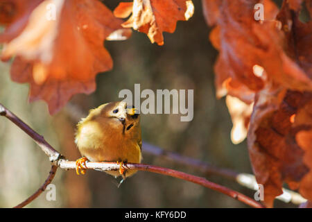 Goldcrest in oak branch with inquisitive eyes Stock Photo