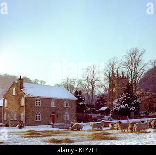 UK, England, Cheshire, Bollington, Pott Shrigley, winter, sheep eating hay by St Christopher’s church Stock Photo