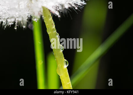 Closeup of dandelion stalk with dew drops on it and blades of grass in the background Stock Photo