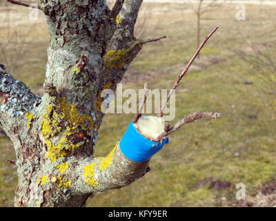 Old apple tree renovation by the grafting Stock Photo