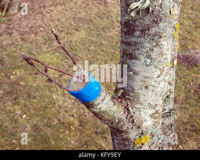 Old apple tree renovation by the grafting Stock Photo
