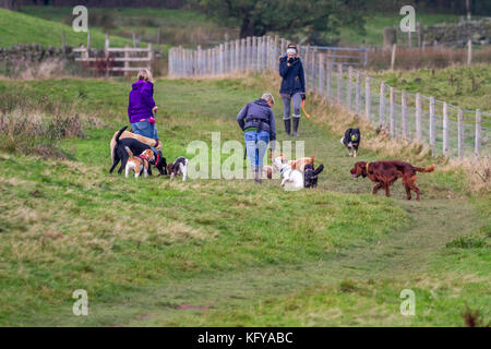 Dog walkers with a big pack of dogs in a field with another woman and collie approaching, UK Stock Photo