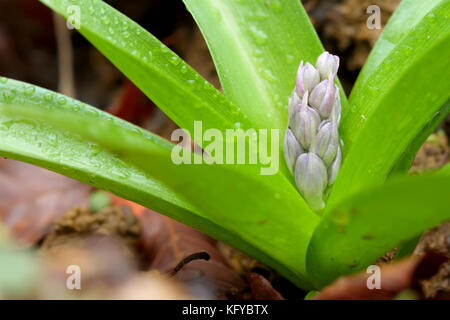Squill flower (Scilla lillio-hyacinthus) Stock Photo