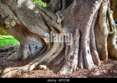 Huge buttress roots of a Moreton Bay Fig on the shores of Brisbane Water at Woy Woy, Central Coast, New South Wales, Australia Stock Photo