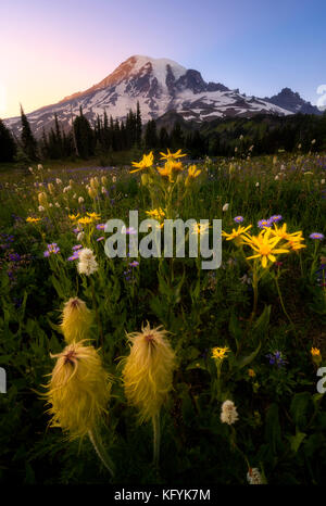 Varity of wildflowers in Mount Rainier National Park, Washington. Summer blooming. Close up shot. Stock Photo